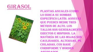 Girasol

Plantas anuales (como
lo indica su nombre
específico latín: annuus)
que pueden medir tres
metros de alto. Los
tallos son generalmente
erectos e hispidos. La
mayoría de las hojas son
caulinares, alternas, pe
cioladas, con base
cordiforme y bordes

 