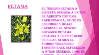 Retama

El término retama o
hiniesta designa a un tipo
de arbusto con flor
papilionácea, fruto en
legumbre y hojas
caedizas. El género
botánico Retama
engloba a buen número
de ellas, si bien el
nombre vernáculo
también hace referencia
a otros géneros, como es

 