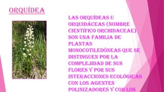 Orquídea
Las orquídeas u
orquidáceas (nombre
científico Orchidaceae)
son una familia de
plantas
monocotiledóneas que se
distinguen por la
complejidad de sus
flores y por sus
interacciones ecológicas
con los agentes
polinizadores y con los

 