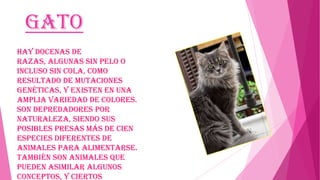 Gato
Hay docenas de
razas, algunas sin pelo o
incluso sin cola, como
resultado de mutaciones
genéticas, y existen en una
amplia variedad de colores.
Son depredadores por
naturaleza, siendo sus
posibles presas más de cien
especies diferentes de
animales para alimentarse.
También son animales que
pueden asimilar algunos
conceptos, y ciertos

 