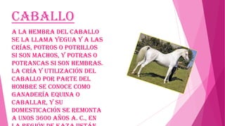 Caballo
A la hembra del caballo
se la llama yegua y a las
crías, potros o potrillos
si son machos, y potras o
potrancas si son hembras.
La cría y utilización del
caballo por parte del
hombre se conoce como
ganadería equina o
caballar, y su
domesticación se remonta
a unos 3600 años a. C., en

 
