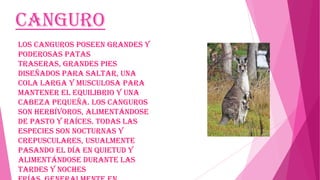 Canguro
Los canguros poseen grandes y
poderosas patas
traseras, grandes pies
diseñados para saltar, una
cola larga y musculosa para
mantener el equilibrio y una
cabeza pequeña. Los canguros
son herbívoros, alimentándose
de pasto y raíces. Todas las
especies son nocturnas y
crepusculares, usualmente
pasando el día en quietud y
alimentándose durante las
tardes y noches

 