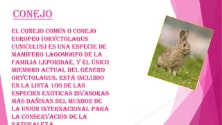 Conejo
El conejo común o conejo
europeo (Oryctolagus
cuniculus) es una especie de
mamífero lagomorfo de la
familia Leporidae, y el único
miembro actual del género
Oryctolagus. Está incluido
en la lista 100 de las
especies exóticas invasoras
más dañinas del mundo2 de
la Unión Internacional para
la Conservación de la

 