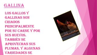 Gallina
Los gallos y
gallinas son
criados
principalmente
por su carne y por
sus huevos.
También se
aprovechan sus
plumas, y algunas
variedades se

 