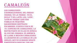 Camaleón
Los camaleones
(Chamaeleonidae, del griego
chamai, „en la tierra‟, „en el
suelo‟ y del latín, leo, „león‟;
„león de tierra‟) son una
familia de pequeños
saurópsidos (reptiles)
escamosos. Existen cerca de
161 especies de camaleones, la
mayor parte de ellas en África
al sur del Sáhara. En América
se llama a menudo camaleones
a lagartos de la familia de los
anoles, que no guardan ningún

 