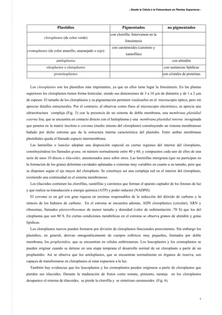 - Desde la Célula a la Fotosíntesis en Plantas Superiores -
9
Plastidios Pigmentados no pigmentados
cloroplastos (de color verde)
con clorofila. Intervienen en la
fotosíntesis
cromoplastos (de color amarillo, anaranjado o rojo)
con carotenoides (caroteno y
xantofilas)
amiloplastos con almidón
oleoplastos o elaioplastos con sustancias lipídicas
proteinoplastos con cristales de proteínas
Los cloroplastos son los plastidios más importantes, ya que en ellos tiene lugar la fotosíntesis. En las plantas
superiores los cloroplastos tienen forma lenticular, siendo sus dimensiones de 3 a 10 µm de diámetro y de 1 a 2 µm
de espesor. El tamaño de los cloroplastos y su pigmentación permiten visulizarlos en el microscopio óptico, pero sin
apreciar detalles estructurales. Por el contrario, al observar cortes finos al microscopio electrónico, se aprecia una
ultraestructura compleja (Fig. 5) con la presencia de un sistema de doble membrana, una membrana plastidial
externa lisa, que se encuentra en contacto directo con el hialoplasma y una membrana plastidial interna invaginada
que penetra en la matriz incolora o estroma (medio interno del cloroplasto) constituyendo un sistema membranoso
bañado por dicho estroma que da la estructura interna característica del plastidio. Entre ambas membranas
plastidiales queda el llamado espacio intermembrana.
Las laminillas o lamelas adoptan una disposición especial en ciertas regiones del interior del cloroplasto,
constituyéndose los llamados grana, en número normalmente entre 40 y 60, y compuestos cada uno de ellos de una
serie de unos 10 discos o tilacoides, amontonados unos sobre otros. Las laminillas intergrana (que no participan en
la formación de los grana) delimitan cavidades aplanadas o cisternas muy variables en cuanto a su tamaño, pero que
se disponen según el eje mayor del cloroplasto. Se constituye así una compleja red en el interior del cloroplasto,
existiendo una continuidad en el sistema membranoso.
Los tilacoides contienen las clorofilas, xantófilas y carotenos que forman el aparato captador de los fotones de luz
y que realiza su transducción a energía química (ATP) y poder reductor (NADPH).
El estroma es un gel con gran riqueza en enzimas responsables de la reducción del dióxido de carbono y la
síntesis de los hidratos de carbono. En el estroma se encuentra además, ADN cloroplástico (circular), ARN y
ribosomas, llamados plastorribosomas de menor tamaño y densidad (valor de sedimentación :70 S) que los del
citoplasma que son 80 S. En ciertas condiciones metabólicas en el estroma se observa granos de almidón y gotas
lipídicas.
Los cloroplastos nuevos pueden formarse por división de cloroplastos funcionales preexistentes. Sin embargo los
plastidios, en general, derivan ontogenéticamente de cuerpos esféricos muy pequeños, limitados por doble
membrana, los proplastidios, que se encuentran en células embrionarias. Los leucoplastos y los cromoplastos se
pueden originar cuando se detiene en una etapa temprana el desarrollo normal de un cloroplasto a partir de un
proplastidio. Así se observa que los amiloplastos, que se encuentran normalmente en órganos de reserva, son
capaces de transformarse en cloroplastos al estar expuestos a la luz.
También hay evidencias que los leucoplastos y los cromoplastos pueden originarse a partir de cloroplastos que
pierden sus tilacoides. Durante la maduración de frutos como tomate, pimiento, naranja en los cloroplastos
desaparece el sistema de tilacoides, se pierde la clorofila y se sintetizan carotenoides (Fig. 6).
 