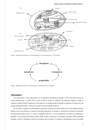 - Desde la Célula a la Fotosíntesis en Plantas Superiores -
10
Figura 5 : Esquema de cloroplasto en sección longitudinal. a) Vista tridimensional – b) Vista plana
cloroplastos
leucoplastos cromoplastos
proplastidios
Figura 6 : Diagrama que ilustra el ciclo de desarrollo e interconversión de los plastidios.
Mitocondrias
Las mitocondrias, están relacionadas con la respiración liberadora de energía y con la conversión de ésta en
forma utilizable para la célula. Por lo tanto en ellas se realiza la oxidación de moléculas orgánicas, siendo el
oxígeno el aceptor final de electrones en este proceso. La energía química obtenida se almacena en uniones de alta
energía (adenosíntrifosfato =ATP) que se usará en otras actividades celulares.
En las células vegetales las mitocondrias se presentan en general en menor número que en las células animales,
debido a que en las primeras, es menor la actividad respiratoria. Su tamaño se encuentra en el límite de resolución
del microscopio óptico (entre 1 y 3 µm de longitud y entre 0,5 y 1,5 µm de diámetro) y su forma es redondeada o
alargada. La microscopía electrónica permite observar que, al igual que el cloroplasto, presentan doble membrana
limitante, siendo la membrana externa lisa mientras que la interna se invagina a determinados niveles formando
Grana (pila de tilacoides)
Membrana tilacoidal
Membrana externa
Membrana interna
Tilacoides
Grana
ADN del cloroplasto
Membrana tilacoidal
Estroma
Poliribosomas
Tilacoide
a)
b)
 