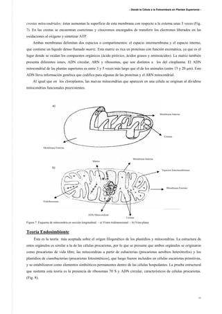 - Desde la Célula a la Fotosíntesis en Plantas Superiores -
11
crestas mitocondriales; éstas aumentan la superficie de esta membrana con respecto a la externa unas 5 veces (Fig.
7). En las crestas se encuentran coenzimas y citocromos encargados de transferir los electrones liberados en las
oxidaciones al oxígeno y sintetizar ATP.
Ambas membranas delimitan dos espacios o compartimentos: el espacio intermembrana y el espacio interno,
que contiene un líquido denso llamado matriz. Esta matriz es rica en proteínas con función enzimática, ya que es el
lugar donde se oxidan los compuestos orgánicos (ácido pirúvico, ácidos grasos y aminoácidos). La matriz también
presenta diferentes iones, ADN circular, ARN y ribosomas, que son distintos a los del citoplasma. El ADN
mitocondrial de las plantas superiores es entre 3 y 5 veces más largo que el de los animales (entre 15 y 20 µm). Este
ADN lleva información genética que codifica para algunas de las proteínas y el ARN mitocondrial.
Al igual que en los cloroplastos, las nuevas mitocondrias que aparecen en una célula se originan al dividirse
mitocondrias funcionales preexistentes.
……………..
Figura 7: Esquema de mitocondria en sección longitudinal. – a) Vistra tridimensional. – b) Vista plana
Teoría Endosimbionte
Ésta es la teoría más aceptada sobre el origen filogenético de los plastidios y mitocondrias. La estructura de
estos orgánulos es similar a la de las células procariotas, por lo que se presume que ambos orgánulos se originaron
como procariotas de vida libre, las mitocondrias a partir de eubacterias (procariotas aerobios heterótrofos) y los
plastidios de cianobacterias (procariotas fotosintéticos), que luego fueron incluidos en células eucariotas primitivas,
y se estabilizaron como elementos simbióticos permanentes dentro de las células hospedantes. La prueba estructural
que sustenta esta teoría es la presencia de ribosomas 70 S y ADN circular, característicos de células procariotas.
(Fig. 8).
Membrana Externa
Membrana Interna
Crestas
ADN Mitocondrial
Poliribosomas
Matriz
Espacios Intermembranas
Crestas
Membrana Exrerna
Membrana Interna
a)
b)
 
