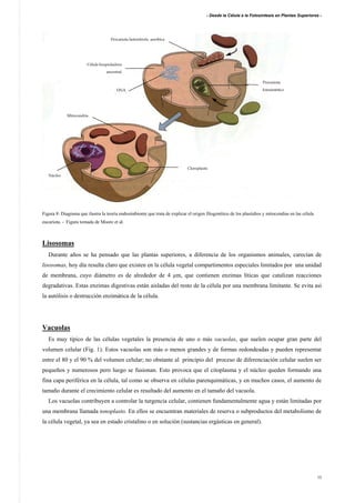 - Desde la Célula a la Fotosíntesis en Plantas Superiores -
12
Figura 8: Diagrama que ilustra la teoría endosimbionte que trata de explicar el origen filogenético de los plastidios y mitocondias en las célula
eucariota. - Figura tomada de Moore et al.
Lisosomas
Durante años se ha pensado que las plantas superiores, a diferencia de los organismos animales, carecían de
lisosomas, hoy día resulta claro que existen en la célula vegetal compartimentos especiales limitados por una unidad
de membrana, cuyo diámetro es de alrededor de 4 µm, que contienen enzimas líticas que catalizan reacciones
degradativas. Estas enzimas digestivas están aisladas del resto de la célula por una membrana limitante. Se evita así
la autólisis o destrucción enzimática de la célula.
Vacuolas
Es muy típico de las células vegetales la presencia de uno o más vacuolas, que suelen ocupar gran parte del
volumen celular (Fig. 1). Estos vacuolas son más o menos grandes y de formas redondeadas y pueden representar
entre el 80 y el 90 % del volumen celular; no obstante al principio del proceso de diferenciación celular suelen ser
pequeños y numerosos pero luego se fusionan. Esto provoca que el citoplasma y el núcleo queden formando una
fina capa periférica en la célula, tal como se observa en células parenquimáticas, y en muchos casos, el aumento de
tamaño durante el crecimiento celular es resultado del aumento en el tamaño del vacuola.
Los vacuolas contribuyen a controlar la turgencia celular, contienen fundamentalmente agua y están limitadas por
una membrana llamada tonoplasto. En ellos se encuentran materiales de reserva o subproductos del metabolismo de
la célula vegetal, ya sea en estado cristalino o en solución (sustancias ergásticas en general).
Núcleo
Mitocondria
Cloroplasto
Procariota heterótrofa aeróbica
Célula hospedadora
ancestral
Procariota
fotosintéticoDNA
 