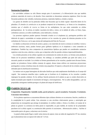 - Desde la Célula a la Fotosíntesis en Plantas Superiores -
13
Sustancias Ergásticas
Las actividades celulares no sólo liberan energía para el crecimiento y la diferenciación sino que también
producen materiales de reserva y de desecho. Estos materiales se denominan sustancias ergásticas. Entre los más
frecuentes podemos citar: almidón, inclusiones proteicas, materiales lipídicos, cristales y taninos.
Los granos de almidón son las partículas sólidas más frecuentes que la célula vegetal desarrolla dentro de los
plastidios. El almidón de asimilación es un producto temporal de la fotosíntesis y se forma en los cloroplastos,
mientras que el almidón de reserva se forma en los amiloplastos, los que están contenidos en células
parénquimáticas de la corteza, en tejidos vasculares de tallos y raíces, en la médula de tallos, en frutos, hojas,
cotiledones carnosos y en tallos modificados, como tubérculos y rizomas.
Las proteínas ergásticas pueden aparecer formando cristales en el citoplasma (ej: parénquima periférico del
tubérculo de papa) o acumuladas en cuerpos proteicos en los vacuolas (ej: granos de aleurona presentes en los
cotiledones de Fabaceae y en la capa externa del endosperma del fruto de Poaceae).
Los lípidos se almacenan en forma de aceites y grasas y son materiales de reserva comunes en semillas ( ricino) y
embriones (aceituna, maní), pueden forman gotas (glóbulos lipídicos) en el citoplasma o estar contenidos en
elaioplastos. También hay otros compuestos de características lípidicas que pueden ser considerados sustancias
ergásticas como las ceras, suberina y cutina, que se depositan sobre las paredes celulares impermeabilizándolas.
Los cristales presentes en las células vegetales son comúnmente de oxalato de calcio y se forman como productos
finales de los procesos metabólicos celulares. Sin embargo, se considera probable que parte del calcio, si es
necesario, pueda ser reciclado. Los cristales se forman generalmente en las vacuolas y pueden tener diversas formas,
pueden ser prismáticos formar rafidios (manojo de agujas), drusas (masa esférica con numerosas proyecciones
puntiagudas) o arenas cristalinas (masa de cristales muy pequeños). El aspecto y ubicación de los cristales suelen ser
utilizados para la clasificación taxonómica.
Los taninos son un grupo heterogéneo de derivados fenólicos que están ampliamente distribuidos en el cuerpo del
vegetal. Son sustancias amarillas rojas o pardas que se localizan en el citoplasma, en los vacuolas o pueden
impregnar las paredes celulares. Se les atribuye función protectora de la planta ya que es común observarlos en
tejidos lesionados para impedir el crecimiento de hongos y microorganismos. Por su sabor desagradable y por sus
propiedades astringentes también protegen a la planta del ataque de herbívoros.
PARED CELULAR
Composición. Organización: laminilla media, pared primaria y pared secundaria. Formación. Crecimiento.
Conexiones intercelulares.
En las plantas superiores se encuentran diferentes tipos celulares distintos en su estructura, función y también en
la complejidad de la pared celular. Esta estructura es una envoltura relativamente gruesa y semirrígida que
proporciona un exoesqueleto que protege al protoplasto, le confiere solidez y forma a la célula y al cuerpo de la
planta en general. La existencia de dicha pared es responsable, en gran medida, de muchas de las propiedades
peculiares de la célula vegetal; su constitución debe permitir el crecimiento, diferenciación celular y facilitar el
intercambio pasivo de gases y soluciones con el exterior.
La pared celular puede llegar a medir varias micras de espesor, tiene un orden de magnitud de 103
nm, mientras
que el plasmalema tiene un espesor del orden de 7 a 8 nm.
 
