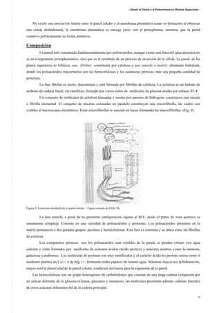 - Desde la Célula a la Fotosíntesis en Plantas Superiores -
14
No existe una asociación íntima entre la pared celular y el membrana plasmática como se demuestra al observar
una célula deshidratada, la membrana plasmática se encoge junto con el protoplasma, mientras que la pared
conserva perfectamente su forma primitiva.
Composición
La pared está constituida fundamentalmente por polisacaridos, aunque existe una fracción glucoproteica.no
es un componente protoplasmático, sino que es el resultado de un proceso de secreción de la célula. La pared de las
planta superiores es bifásica: una fibrilar: constituida por celulosa y una amorfa o matríz: altamente hidratada,
donde los polisacáridos mayoritarios son las hemicelulosas y las sustancias pécticas, más una pequeña cantidad de
proteínas.
La fase fibrilar es inerte, discontinua y está formada por fibrillas de celulosa. La celulosa es un hidrato de
carbono de cadena lineal, sin ramificar, formado por varios miles de moléculas de glucosa unidas por enlaces ß1-4.
Un conjunto de moléculas de celulosa alineadas y unidas por puentes de hidrógeno constituyen una micela
o fibrilla elemental. El conjunto de micelas colocadas en paralelo constituyen una microfibrilla, las cuales son
visibles al microscopio electrónico. Estas microfibrillas se asocian en haces formando las macrofibrillas. (Fig. 9)
Figura 9: Estructura detallada de la pared celular. - Figura tomada de ESAU K
La fase amorfa, a pesar de no presentar configuración alguna al M.E, desde el punto de vista químico es
sumamente compleja. Consiste en una variedad de polisacáridos y proteínas. Los polisacáridos presentes en la
matriz pertenecen a dos grandes grupos: pectinas y hemicelulosas. Esta fase es continúa y se ubica entre las fibrillas
de celulosa.
Los compuestos pécticos son los polisacáridos más solubles de la pared, se pueden extraer con agua
caliente y están formados por moléculas de azúcares ácidos (ácido péctico) y azúcares neutros, como la ramnosa,
galactosa y arabinosa. Las moléculas de pectinas son muy ramificadas y el carácter ácido les permite unirse entre sí
mediante puentes de Ca++ ó de Mg ++, formando redes capaces de retener agua. Mientras mayor sea la hidratación,
mayor será la plasticidad de la pared celular, condición necesaria para la expansión de la pared.
Las hemicelulosas son un grupo heterogéneo de carbohidratos que constan de una larga cadena compuesta por
un azúcar diferente de la glucosa (xilanos, glucanos y mananos), las moléculas presentan además cadenas laterales
de otros azúcares diferentes del de la cadena principal.
 