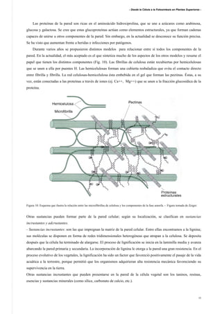 - Desde la Célula a la Fotosíntesis en Plantas Superiores -
15
Las proteínas de la pared son ricas en el aminoácido hidroxiprolina, que se une a azúcares como arabinosa,
glucosa y galactosa. Se cree que estas glucoproteínas actúan como elementos estructurales, ya que forman cadenas
capaces de unirse a otros componentes de la pared. Sin embargo, en la actualidad se desconoce su función precisa.
Se ha visto que aumentan frente a heridas e infecciones por patógenos.
Durante varios años se propusieron distintos modelos para relacionar entre sí todos los componentes de la
pared. En la actualidad, el más aceptado es el que sintetiza mucho de los aspectos de los otros modelos y resume el
papel que tienen los distintos componentes (Fig. 10). Las fibrillas de celulosa están recubiertas por hemicelulosas
que se unen a ella por puentes H. Las hemicelulosas forman una cubierta resbaladiza que evita el contacto directo
entre fibrilla y fibrilla. La red celulosas-hemicelulosa ésta embebida en el gel que forman las pectinas. Éstas, a su
vez, están conectadas a las proteínas a través de iones (ej. Ca++, Mg++) que se unen a la fracción glucosídica de la
proteína.
Figura 10: Esquema que ilustra la relación entre las microfibrillas de celulosa y los componentes de la fase amorfa. - Figura tomada de Zeiger.
Otras sustancias pueden formar parte de la pared celular; según su localización, se clasifican en sustancias
incrustantes y adcrustantes.
- Sustancias incrustantes: son las que impregnan la matriz de la pared celular. Entre ellas encontramos a la lignina;
sus moléculas se disponen en forma de redes tridimensionales heterogéneas que atrapan a la celulosa. Se deposita
después que la célula ha terminado de alargarse. El proceso de lignificación se inicia en la laminilla media y avanza
abarcando la pared primaria y secundaria. La incorporación de lignina le otorga a la pared una gran resistencia. En el
proceso evolutivo de los vegetales, la lignificación ha sido un factor que favoreció positivamente el pasaje de la vida
acuática a la terrestre, porque permitió que los organismos adquirieran alta resistencia mecánica favoreciendo su
supervivencia en la tierra.
Otras sustancias incrustantes que pueden presentarse en la pared de la célula vegetal son los taninos, resinas,
esencias y sustancias minerales (como sílice, carbonato de calcio, etc.).
 