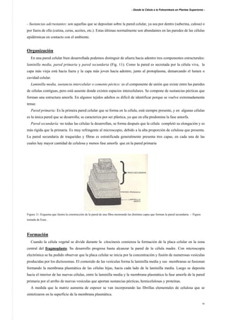 - Desde la Célula a la Fotosíntesis en Plantas Superiores -
16
- Sustancias adcrustantes: son aquellas que se depositan sobre la pared celular, ya sea por dentro (suberina, calosa) o
por fuera de ella (cutina, ceras, aceites, etc.). Estas últimas normalmente son abundantes en las paredes de las células
epidérmicas en contacto con el ambiente.
Organización
En una pared celular bien desarrollada podemos distinguir de afuera hacia adentro tres componentes estructurales:
laminilla media, pared primaria y pared secundaria (Fig. 11). Como la pared es secretada por la célula viva, la
capa más vieja está hacia fuera y la capa más joven hacia adentro, junto al protoplasma, demarcando el lumen o
cavidad celular.
Laminilla media, sustancia intercelular o cemento péctico: es el componente de unión que existe entre las paredes
de células contiguas, pero está ausente donde existen espacios intercelulares. Se compone de sustancias pécticas que
forman una estructura amorfa. En algunos tejidos adultos es difícil de identificar porque se vuelve extremadamente
tenue.
Pared primaria: Es la primera pared celular que se forma en la célula, está siempre presente, y en algunas células
es la única pared que se desarrolla; se caracteriza por ser plástica, ya que en ella predomina la fase amorfa.
Pared secundaría: no todas las células la desarrollan, se forma después que la célula completó su elongación y es
más rígida que la primaria. Es muy refringente al microscopio, debido a la alta proporción de celulosa que presenta.
La pared secundaria de traqueidas y fibras es estratificada generalmente presenta tres capas, en cada una de las
cuales hay mayor cantidad de celulosa y menos fase amorfa que en la pared primaria
Figura 11: Esquema que ilustra la construcción de la pared de una fibra mostrando las distintas capas que forman la pared secundaria. - Figura
tomada de Esau .
Formación
Cuando la célula vegetal se divide durante la citocinesis comienza la formación de la placa celular en la zona
central del fragmoplasto. Su desarrollo progresa hasta alcanzar la pared de la célula madre. Con microscopía
electrónica se ha podido observar que la placa celular se inicia por la concentración y fusión de numerosas vesículas
producidas por los dictiosomas. El contenido de las vesículas forma la laminilla media y sus membranas se fusionan
formando la membrana plasmática de las células hijas, hacia cada lado de la laminilla media. Luego se deposita
hacia el interior de las nuevas células, entre la laminilla media y la membrana plasmática la fase amorfa de la pared
primaria por el arribo de nuevas vesículas que aportan sustancias pécticas, hemicelulosas y proteínas.
A medida que la matriz aumenta de espesor se van incorporando las fibrillas elementales de celulosa que se
sintetizaron en la superficie de la membrana plasmática.
 