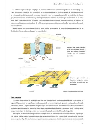 - Desde la Célula a la Fotosíntesis en Plantas Superiores -
17
La celulosa es producida por complejos de enzimas sintetizadoras denominados partículas en roseta (Fig. 12).
Cada uno de estos complejos está formado por 6 partículas dispuestas en forma hexagonal de celulosa cintasa que
se extienden de un lado a otro de la membrana plasmática y son los encargados de recibir las moléculas de glucosa
que provienen del lado citoplasmático, y unirlos para formar la molécula de celulosa que se depositarán en la nueva
pared hacia el lado externo de la membrana. La organización en roseta de estas enzimas permite que se sinteticen de
manera simultánea numerosas cadenas de celulosa que quedan automáticamente alineadas y cristalizan formando
las microfibrillas.
Durante todo el proceso de formación de la pared celular, la orientación de las vesículas dictiosómicas y de las
fibrillas de celulosa está controlada por los microtúbulos.
Figura 12 Figura tomada de Raven et al.
Crecimiento
En cuanto al crecimiento de la pared celular, hay que distinguir entre crecimiento en superficie y crecimiento en
espesor. El crecimiento en superficie se produce cuando la pared es sólo primaria (presenta plasticidad), conforme la
célula crece, debido a la presión interna (turgencia) que está relacionada con el sistema vacuolar. Este crecimiento se
produce al adicionarse nuevo material de pared. En la mayoría de las células este crecimiento afecta a toda la pared,
aunque ciertos tipos de células presentan un crecimiento localizado, como las fibras y las traqueidas.
Por su parte, el crecimiento en espesor tiene lugar por medio de la acumulación sucesiva de material, capa a capa,
Las nuevas fibrillas pueden disponerse sobre las ya existentes (aposición) o intercalarse entretejiéndose con ellas
(intususcepción) (Fig. 13). Las hormonas vegetales auxinas cumplen una función importante en el crecimiento de la
Microfibrilla
Membrana
plasmática
Pared celular
Pared celular
Roseta
Citoplasma
Microtúbulos corticales
Roseta
Microfibrilla
Citoplasma
Esquema que ilustra la síntesis
de las microfibrillas de celulosa a
partir del complejo enzimático
ubicado en la membrana
plasmática
Esquema que muestra la
disposición que pueden adoptar
las fibrillas a medida que son
sintetizadas
 