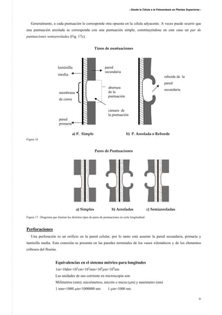 - Desde la Célula a la Fotosíntesis en Plantas Superiores -
20
Generalmente, a cada puntuación le corresponde otra opuesta en la célula adyacente. A veces puede ocurrir que
una puntuación areolada se corresponda con una puntuación simple, constituyéndose en este caso un par de
puntuaciones semiareoladas (Fig. 17c).
Tipos de puntuaciones
a) P. Simple b) P. Areolada o Reborde
Figura 16
Pares de Puntuaciones
a) Simples b) Areoladas c) Semiareoladas
Figura 17 : Diagrama que ilustran los distintos tipos de pares de puntuaciones en corte longitudinal.
Perforaciones
Una perforación es un orificio en la pared celular, por lo tanto está ausente la pared secundaria, primaria y
laminilla media. Esta conexión se presenta en las paredes terminales de los vasos xilemáticos y de los elementos
cribosos del floema.
Equivalencias en el sistema métrico para longitudes
1m=10dm=102
cm=103
mm=106
µm=109
nm
Las unidades de uso corriente en microscopia son:
Milímetros (mm); micrómetros, micrón o micra (µm) y nanómetro (nm)
1 mm=1000 µm=1000000 nm 1 µm=1000 nm
cámara de
la puntuación
membrana
de cierre
laminilla
media
pared
primaria
reborde de la
pared
secundaria
abertura
de la
puntuación
pared
secundaria
 