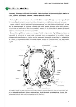 - Desde la Célula a la Fotosíntesis en Plantas Superiores -
3
LA CÉLULA VEGETAL
Membrana plasmática. Citoplasma. Citoesqueleto. Núcleo. Ribosomas. Retículo endoplásmico. Aparato de
Golgi. Plastidios. Mitocondrias. Lisosomas. Vacuolas. Sustancias ergásticas.
Tanto las plantas como los animales están constituidos básicamente por células y por sustancias segregadas por
las mismas. Las plantas superiores muestran notables diferencias entre sus tejidos una vez alcanzada la madurez.
Aunque en muchos aspectos fundamentales existen coincidencias entre las células animales y vegetales, hay una
serie de características que las diferencian claramente. Las células vegetales presentan: pared celular, plastidios,
vacuolas, retículo endoplásmico y mitocondrias (en menor cantidad que las células animales). Además en vegetales
superiores no se ha observado la existencia de centríolos.
En una célula vegetal típica, puede observarse la pared celular y el protoplasto (Fig. 1). La pared celular es la
responsable de la forma de la célula (puede considerarse como un exoesqueleto). Es una cubierta externa
relativamente gruesa segregada por la célula, ésta es la característica más evidente que diferencia a la célula vegetal
de la animal. En la siguiente sección se describirá dicha pared, mientras que la presente tratará sobre el protoplasto
vegetal.
Figura 1: Esquema de una célula vegetal mostrando pared celular núcleo prominente, numerosos orgánulos citoplasmáticos entre
los que se destacan los cloroplastos propios de este tipo de célula. También se observan vacuolas que ocupan gran parte de la
célula delegando al resto de su contenido hacia la región parietal de la misma.
Mitocondria
Re rugoso
Membrana plasmática
Pared celular
Cloroplasto
RE liso
Vacuola Envoltura
Cromatin
Nucleolo
Dictiosoma
RE liso
Vacuola de secreción
Amiloplasto
Crist
Plasmodesmos
Lisosom
 