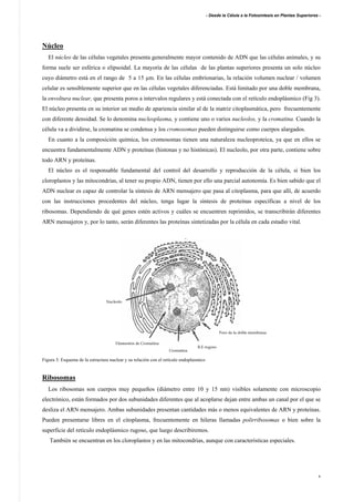 - Desde la Célula a la Fotosíntesis en Plantas Superiores -
6
Núcleo
El núcleo de las células vegetales presenta generalmente mayor contenido de ADN que las células animales, y su
forma suele ser esférica o elipsoidal. La mayoría de las células de las plantas superiores presenta un solo núcleo
cuyo diámetro está en el rango de 5 a 15 µm. En las células embrionarias, la relación volumen nuclear / volumen
celular es sensiblemente superior que en las células vegetales diferenciadas. Está limitado por una doble membrana,
la envoltura nuclear, que presenta poros a intervalos regulares y está conectada con el retículo endoplásmico (Fig 3).
El núcleo presenta en su interior un medio de apariencia similar al de la matriz citoplasmática, pero frecuentemente
con diferente densidad. Se lo denomina nucleoplasma, y contiene uno o varios nucleolos, y la cromatina. Cuando la
célula va a dividirse, la cromatina se condensa y los cromosomas pueden distinguirse como cuerpos alargados.
En cuanto a la composición química, los cromosomas tienen una naturaleza nucleoproteica, ya que en ellos se
encuentra fundamentalmente ADN y proteínas (histonas y no histónicas). El nucleolo, por otra parte, contiene sobre
todo ARN y proteínas.
El núcleo es el responsable fundamental del control del desarrollo y reproducción de la célula, si bien los
cloroplastos y las mitocondrias, al tener su propio ADN, tienen por ello una parcial autonomía. Es bien sabido que el
ADN nuclear es capaz de controlar la síntesis de ARN mensajero que pasa al citoplasma, para que allí, de acuerdo
con las instrucciones procedentes del núcleo, tenga lugar la síntesis de proteínas específicas a nivel de los
ribosomas. Dependiendo de qué genes estén activos y cuáles se encuentren reprimidos, se transcribirán diferentes
ARN mensajeros y, por lo tanto, serán diferentes las proteínas sintetizadas por la célula en cada estadio vital.
Figura 3: Esquema de la estructura nuclear y su relación con el retículo endoplasmico
Ribosomas
Los ribosomas son cuerpos muy pequeños (diámetro entre 10 y 15 nm) visibles solamente con microscopio
electrónico, están formados por dos subunidades diferentes que al acoplarse dejan entre ambas un canal por el que se
desliza el ARN mensajero. Ambas subunidades presentan cantidades más o menos equivalentes de ARN y proteínas.
Pueden presentarse libres en el citoplasma, frecuentemente en hileras llamadas polirribosomas o bien sobre la
superficie del retículo endoplásmico rugoso, que luego describiremos.
También se encuentran en los cloroplastos y en las mitocondrias, aunque con características especiales.
Nucleolo
Cromatina
R.E rugoso
Poro de la doble membrana
Filamentos de Cromatina
 