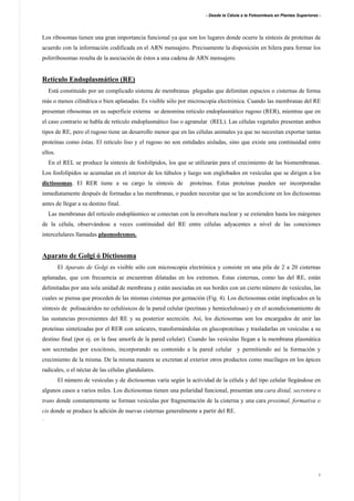 - Desde la Célula a la Fotosíntesis en Plantas Superiores -
7
Los ribosomas tienen una gran importancia funcional ya que son los lugares donde ocurre la síntesis de proteínas de
acuerdo con la información codificada en el ARN mensajero. Precisamente la disposición en hilera para formar los
polirribosomas resulta de la asociación de éstos a una cadena de ARN mensajero.
Retículo Endoplasmático (RE)
Está constituido por un complicado sistema de membranas plegadas que delimitan espacios o cisternas de forma
más o menos cilíndrica o bien aplanadas. Es visible sólo por microscopía electrónica. Cuando las membranas del RE
presentan ribosomas en su superficie externa se denomina retículo endoplasmático rugoso (RER), mientras que en
el caso contrario se habla de retículo endoplasmático liso o agranular (REL). Las células vegetales presentan ambos
tipos de RE, pero el rugoso tiene un desarrollo menor que en las células animales ya que no necesitan exportar tantas
proteínas como éstas. El retículo liso y el rugoso no son entidades aisladas, sino que existe una continuidad entre
ellos.
En el REL se produce la síntesis de fosfolípidos, los que se utilizarán para el crecimiento de las biomembranas.
Los fosfolípidos se acumulan en el interior de los túbulos y luego son englobados en vesículas que se dirigen a los
dictiosomas. El RER tiene a su cargo la síntesis de proteínas. Estas proteínas pueden ser incorporadas
inmediatamente después de formadas a las membranas, o pueden necesitar que se las acondicione en los dictiosomas
antes de llegar a su destino final.
Las membranas del retículo endoplásmico se conectan con la envoltura nuclear y se extienden hasta los márgenes
de la célula, observándose a veces continuidad del RE entre células adyacentes a nivel de las conexiones
intercelulares llamadas plasmodesmos.
Aparato de Golgi ó Dictiosoma
El Aparato de Golgi es visible sólo con microscopía electrónica y consiste en una pila de 2 a 20 cisternas
aplanadas, que con frecuencia se encuentran dilatadas en los extremos. Estas cisternas, como las del RE, están
delimitadas por una sola unidad de membrana y están asociadas en sus bordes con un cierto número de vesículas, las
cuales se piensa que proceden de las mismas cisternas por gemación (Fig. 4). Los dictiosomas están implicados en la
síntesis de polisacáridos no celulósicos de la pared celular (pectinas y hemicelulosas) y en el acondicionamiento de
las sustancias provenientes del RE y su posterior secreción. Así, los dictiosomas son los encargados de unir las
proteínas sintetizadas por el RER con azúcares, transformándolas en glucoproteínas y trasladarlas en vesículas a su
destino final (por ej. en la fase amorfa de la pared celular). Cuando las vesículas llegan a la membrana plasmática
son secretadas por exocitosis, incorporando su contenido a la pared celular y permitiendo así la formación y
crecimiento de la misma. De la misma manera se excretan al exterior otros productos como mucílagos en los ápices
radicales, o el néctar de las células glandulares.
El número de vesículas y de dictiosomas varía según la actividad de la célula y del tipo celular llegándose en
algunos casos a varios miles. Los dictiosomas tienen una polaridad funcional, presentan una cara distal, secretora o
trans donde constantemente se forman vesículas por fragmentación de la cisterna y una cara proximal, formativa o
cis donde se produce la adición de nuevas cisternas generalmente a partir del RE.
.
 