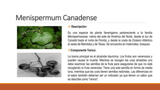 Menispermum Canadense
 Descripción:
Es una especie de planta fanerógama perteneciente a la familia
Menispermaceae, nativa del este de América del Norte, desde el sur de
Canadá hasta el norte de Florida, y desde la costa de Océano Atlántico
al oeste de Manitoba y de Texas. Se encuentra en matorrales, bosques.
Componente Toxico:
La toxina principal es el alcaloide dauricina. Los frutos son venenosos y
pueden causar la muerte. Mientras se recogen las uvas silvestres uno
debe examinar las semillas de la fruta para asegurarse de que no está
recogiendo la fruta venenosa: Tiene una sola semilla en forma de media
luna, mientras que las uvas tienen semillas redondas. Las diferencias en
el sabor también deberían ser un indicador ya que tienen un sabor que
se describe como "rancio".
 