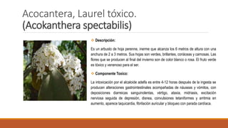 Acocantera, Laurel tóxico.
(Acokanthera spectabilis)
 Descripción:
Es un arbusto de hoja perenne, inerme que alcanza los 6 metros de altura con una
anchura de 2 a 3 metros. Sus hojas son verdes, brillantes, coriáceas y carnosas. Las
flores que se producen al final del invierno son de color blanco o rosa. El fruto verde
es tóxico y venenoso para el ser.
 Componente Toxico:
La intoxicación por el alcaloide adelfa es entre 4-12 horas después de la ingesta se
producen alteraciones gastrointestinales acompañadas de náuseas y vómitos, con
deposiciones diarreicas sanguinolentas, vértigo, ataxia, midriasis, excitación
nerviosa seguida de depresión, disnea, convulsiones tetaniformes y arritmia en
aumento, aparece taquicardia, fibrilación auricular y bloqueo con parada cardíaca.
 