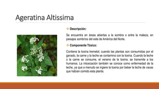 Ageratina Altissima
 Descripción:
Se encuentra en áreas abiertas a la sombra o entre la maleza, en
paisajes sombríos del este de América del Norte.
 Componente Tóxico:
Contiene la toxina tremetol, cuando las plantas son consumidas por el
ganado, la carne y la leche se contamina con la toxina. Cuando la leche
o la carne se consume, el veneno de la toxina, se transmite a los
humanos. La intoxicación también se conoce como enfermedad de la
leche, ya que a menudo se ingiere la toxina por beber la leche de vacas
que habían comido esta planta.
 