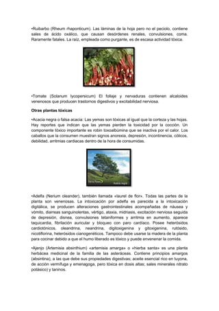 •Ruibarbo (Rheum rhaponticum). Las láminas de la hoja pero no el peciolo, contiene
sales de ácido oxálico, que causan desórdenes renales, convulsiones, coma.
Raramente fatales. La raíz, empleada como purgante, es de escasa actividad tóxica.
•Tomate (Solanum lycopersicum) El follaje y nervaduras contienen alcaloides
venenosos que producen trastornos digestivos y excitabilidad nerviosa.
Otras plantas tóxicas
•Acacia negra o falsa acacia: Las yemas son tóxicas al igual que la corteza y las hojas.
Hay reportes que indican que las yemas pierden la toxicidad por la cocción. Un
componente tóxico importante es robin toxoalbúmina que se inactiva por el calor. Los
caballos que la consumen muestran signos anorexia, depresión, incontinencia, cólicos,
debilidad, arritmias cardiacas dentro de la hora de consumidas.
•Adelfa (Nerium oleander), también llamada «laurel de flor». Todas las partes de la
planta son venenosas. La intoxicación por adelfa es parecida a la intoxicación
digitálica, se producen alteraciones gastrointestinales acompañadas de náusea y
vómito, diarreas sanguinolentas, vértigo, ataxia, midriasis, excitación nerviosa seguida
de depresión, disnea, convulsiones tetaniformes y arritmia en aumento, aparece
taquicardia, fibrilación auricular y bloqueo con paro cardíaco. Posee heterósidos
cardiotónicos, oleandrina, neandrina, digitoxigenina y gitoxigenina, rutósido,
nicotiflorina, heterósidos cianogenéticos. Tampoco debe usarse la madera de la planta
para cocinar debido a que el humo liberado es tóxico y puede envenenar la comida.
•Ajenjo (Artemisia absinthium) «artemisia amarga» o «hierba santa» es una planta
herbácea medicinal de la familia de las asteráceas. Contiene principios amargos
(absintina), a las que debe sus propiedades digestivas; aceite esencial rico en tuyona,
de acción vermífuga y emenagoga, pero tóxica en dosis altas; sales minerales nitrato
potásico) y taninos.
 