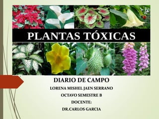 PLANTAS TOXICAS
DIARIO DE CAMPO
LORENA MISHEL JAEN SERRANO
OCTAVO SEMESTRE B
DOCENTE:
DR.CARLOS GARCIA
 