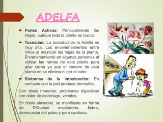  Partes Activas: Principalmente las
Hojas, aunque toda la planta es toxica
 Toxicidad: La toxicidad de la Adelfa es
muy alta. Los envenenamientos entre
niños al masticar las hojas de la planta.
Envenenamiento en algunas personas al
utilizar las ramas de esta planta para
azar carne ya que el veneno de esta
planta no se elimina ni por el calor.
 Síntomas de la Intoxicación: En
contacto con la piel produce dermatitis.
Con dosis menores: problemas digestivos
con dolor de estómago, vómitos.
En dosis elevadas, se manifiesta en forma
de: Dificultad respiratoria, fiebre,
disminución del pulso y paro cardiaco.
 
