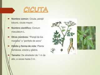  Nombre común: Cicuta, perejil
lobuno, cicuta mayor.
 Nombre científico: Conium
maculatum L.
 Otros nombres: “Perejil de los
marjales” o “perifolio de asno”
 Hábito y forma de vida: Planta
herbácea, erecta y glabra.
 Tamaño: De alrededor de 1 m de
alto, a veces hasta 3 m.
 