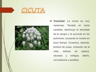  Toxicidad: La cicuta es muy
venenosa. Tomada en cierta
cantidad, disminuye la densidad
de la sangre y la acumula en los
pulmones, causando la muerte en
poco tiempo. Ocasiona, además,
lentitud de pulso, turbación de la
vista, dolores de cabeza,
náuseas y vértigos, delirio,
convulsiones y parálisis.
 