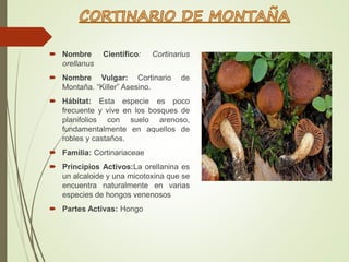  Nombre Científico: Cortinarius
orellanus
 Nombre Vulgar: Cortinario de
Montaña. “Killer” Asesino.
 Hábitat: Esta especie es poco
frecuente y vive en los bosques de
planifolios con suelo arenoso,
fundamentalmente en aquellos de
robles y castaños.
 Familia: Cortinariaceae
 Principios Activos:La orellanina es
un alcaloide y una micotoxina que se
encuentra naturalmente en varias
especies de hongos venenosos
 Partes Activas: Hongo
 