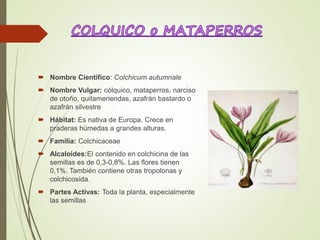  Nombre Científico: Colchicum autumnale
 Nombre Vulgar: cólquico, mataperros, narciso
de otoño, quitameriendas, azafrán bastardo o
azafrán silvestre
 Hábitat: Es nativa de Europa. Crece en
praderas húmedas a grandes alturas.
 Familia: Colchicaceae
 Alcaloides:El contenido en colchicina de las
semillas es de 0,3-0,8%. Las flores tienen
0,1%. También contiene otras tropolonas y
colchicosida.
 Partes Activas: Toda la planta, especialmente
las semillas
 