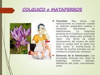  Toxicidad: Muy toxica. Las
intoxicaciones se producen cuando
se elaboran preparados caseros o
infusiones terminando en
fallecimientos. La colquicina
presente en el Colchicum autumnale
es un eficaz aliado para combatir la
“gota”, una forma de artritis
consecuencia del exceso de ácido
úrico en sangre pero en dosis muy
altas causa la muerte.Causa la
muerte de muchos animales por ser
comida en el pasto por confusion.
 Síntomas de la Intoxicación: Los
principales síntomas son: Dolor de
estómago, vómitos, diarreas,
debilitación del pulso, convulsiones,
coma.
 