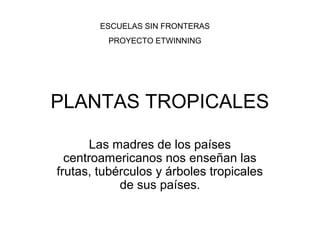 PLANTAS TROPICALES
Las madres de los países
centroamericanos nos enseñan las
frutas, tubérculos y árboles tropicales
de sus países.
ESCUELAS SIN FRONTERAS
PROYECTO ETWINNING
 