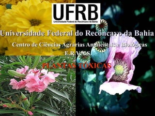 Universidade Federal do Recôncavo da Bahia
Centro de Ciências Agrárias Ambientais e Biológicas
E.R.V.A.S.

PLANTAS TÓXICAS

 