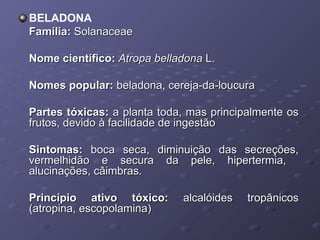 BELADONA
Família: Solanaceae
Nome científico: Atropa belladona L.
Nomes popular: beladona, cereja-da-loucura
Partes tóxicas: a planta toda, mas principalmente os
frutos, devido à facilidade de ingestão
Sintomas: boca seca, diminuição das secreções,
vermelhidão e secura da pele, hipertermia,
alucinações, câimbras.
Princípio ativo tóxico:
(atropina, escopolamina)

alcalóides

tropânicos

 