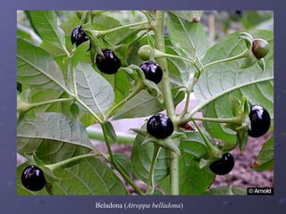 Beladona (Atroppa belladona)

 