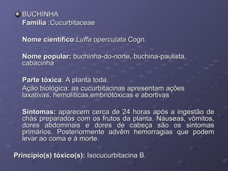 BUCHINHA
Família :Cucurbitaceae
Nome científico:Luffa operculata Cogn.
Nome popular: buchinha-do-norte, buchina-paulista,
cabacinha
Parte tóxica: A planta toda.
Ação biológica: as cucurbitacinas apresentam ações
laxativas, hemolíticas,embriotóxicas e abortivas
Sintomas: aparecem cerca de 24 horas após a ingestão de
chás preparados com os frutos da planta. Náuseas, vômitos,
dores abdominais e dores de cabeça são os sintomas
primários. Posteriormente advêm hemorragias que podem
levar ao coma e à morte.
Princípio(s) tóxico(s): Isocucurbitacina B.

 