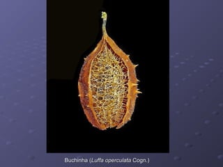 Buchinha (Luffa operculata Cogn.)

 