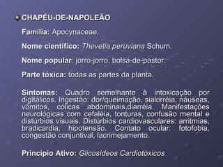 CHAPÉU-DE-NAPOLEÃO
Família: Apocynaceae.
Nome científico: Thevetia peruviana Schum.
Nome popular: jorro-jorro, bolsa-de-pastor.
Parte tóxica: todas as partes da planta.
Sintomas: Quadro semelhante à intoxicação por
digitálicos. Ingestão: dor/queimação, sialorréia, náuseas,
vômitos, cólicas abdominais,diarréia. Manifestações
neurológicas com cefaléia, tonturas, confusão mental e
distúrbios visuais. Distúrbios cardiovasculares: arritmias,
bradicardia, hipotensão. Contato ocular: fotofobia,
congestão conjuntival, lacrimejamento.
Princípio Ativo: Glicosídeos Cardiotóxicos

 