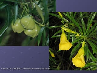 Chapéu de Napoleão (Thevetia peruviana Schum)

 