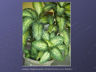 comigo-ninguém-pode (Dieffenbachia picta Schott.)

 