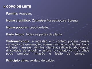 COPO-DE-LEITE
Família: Araceae.
Nome científico: Zantedeschia aethiopica Spreng.
Nome popular: copo-de-leite.
Parte tóxica: todas as partes da planta
Sintomatologia: a ingestão e o contato podem causar
sensação de queimação, edema (inchaço) de lábios, boca
e língua, náuseas, vômitos, diarréia, salivação abundante,
dificuldade de engolir e asfixia; o contato com os olhos
pode provocar irritação e lesão da córnea.
Princípio ativo: oxalato de cálcio.

 