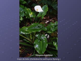 Copo de leite (Zantedeschia aethiopica Spreng.)

 