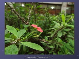 Coroa de cristo(Euphorbia milii L.)

 