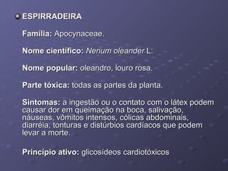 ESPIRRADEIRA
Família: Apocynaceae.
Nome científico: Nerium oleander L.
Nome popular: oleandro, louro rosa.
Parte tóxica: todas as partes da planta.
Sintomas: a ingestão ou o contato com o látex podem
causar dor em queimação na boca, salivação,
náuseas, vômitos intensos, cólicas abdominais,
diarréia, tonturas e distúrbios cardíacos que podem
levar a morte.
Princípio ativo: glicosídeos cardiotóxicos

 
