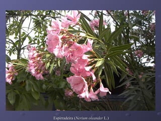 Espirradeira (Nerium oleander L.)

 
