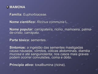 MAMONA
Família: Euphorbiaceae.
Nome científico: Ricinus communis L.
Nome popular: carrapateira, rícino, mamoeira, palmade-cristo, carrapato.
Parte tóxica: sementes.
Sintomas: a ingestão das sementes mastigadas
causa náuseas, vômitos, cólicas abdominais, diarréia
mucosa e até sanguinolenta; nos casos mais graves
podem ocorrer convulsões, coma e óbito.
Princípio ativo: toxalbumina (ricina).

 