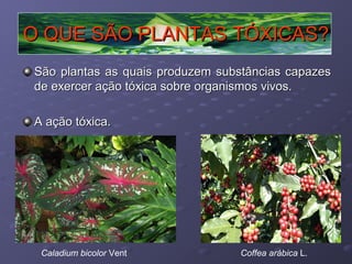 O QUE SÃO PLANTAS TÓXICAS?
São plantas as quais produzem substâncias capazes
de exercer ação tóxica sobre organismos vivos.
A ação tóxica.

Caladium bicolor Vent

Coffea arábica L.

 