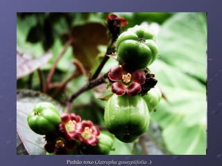 Pinhão roxo (Jatropha gossypiifolia .)

 